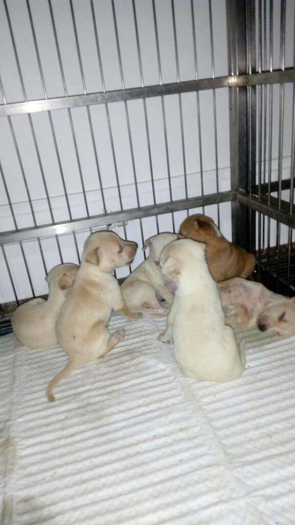 Photo of Whity's puppies.