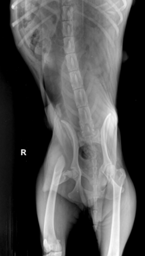X-Ray of Whity