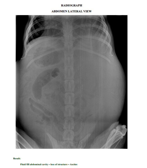 Bruno X-Ray 1