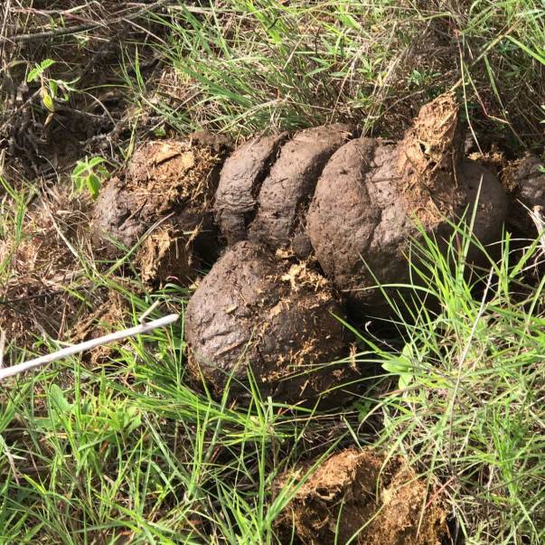 evidence that our raiding fence breaker was a wild elephant