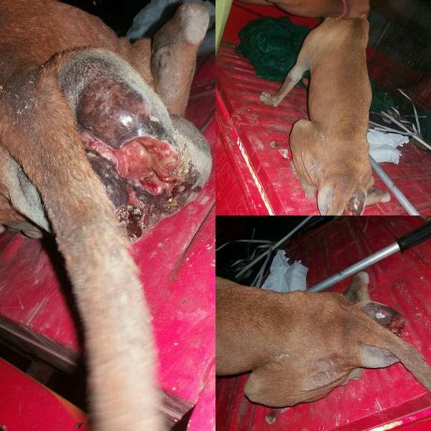 Zahra When Rescued