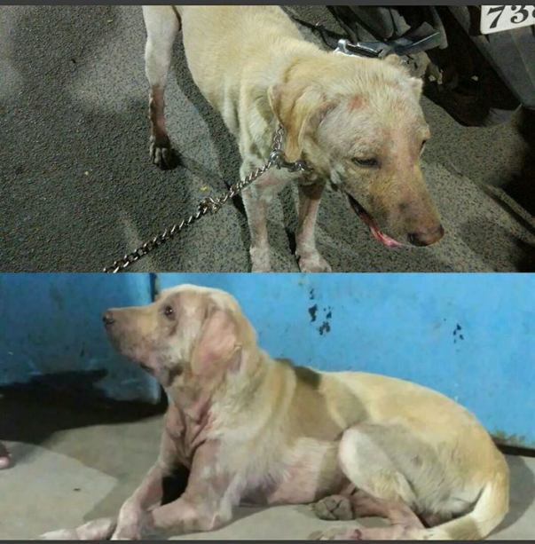 Arturo when Rescued