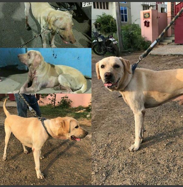 Arturo Now ready for his forever home