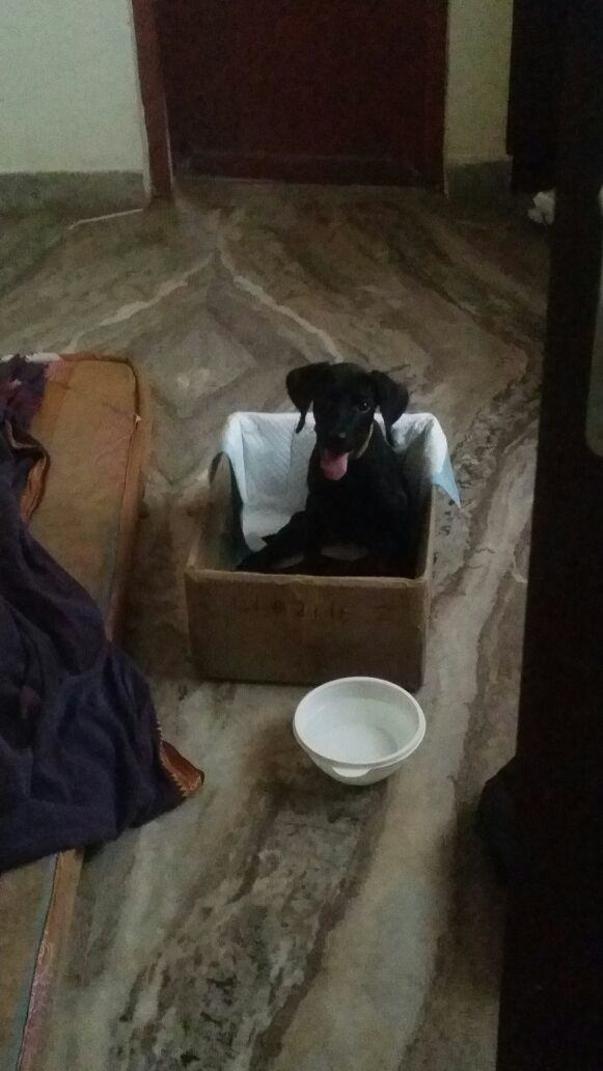 Photo of Blacky - A puppy who battled Parvo and vehicle accident.