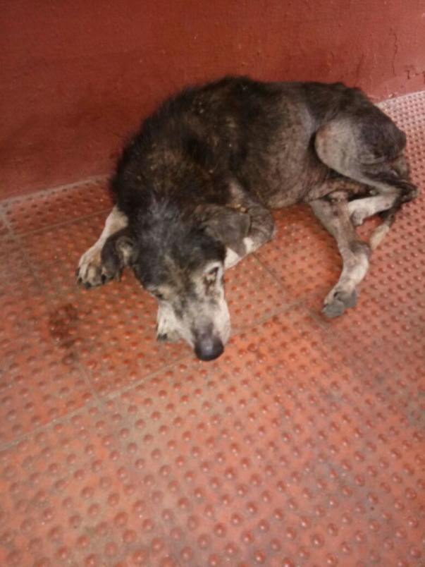 Grandpa Pic - An old dog who is suffering from Tick Fever and Anemia.