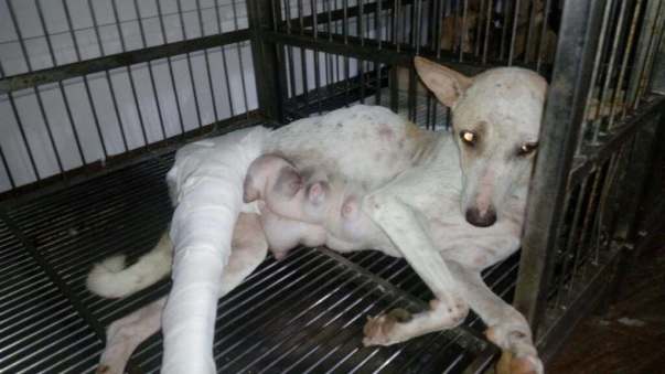 Photo of Whity when she was admitted for treatment few months back.