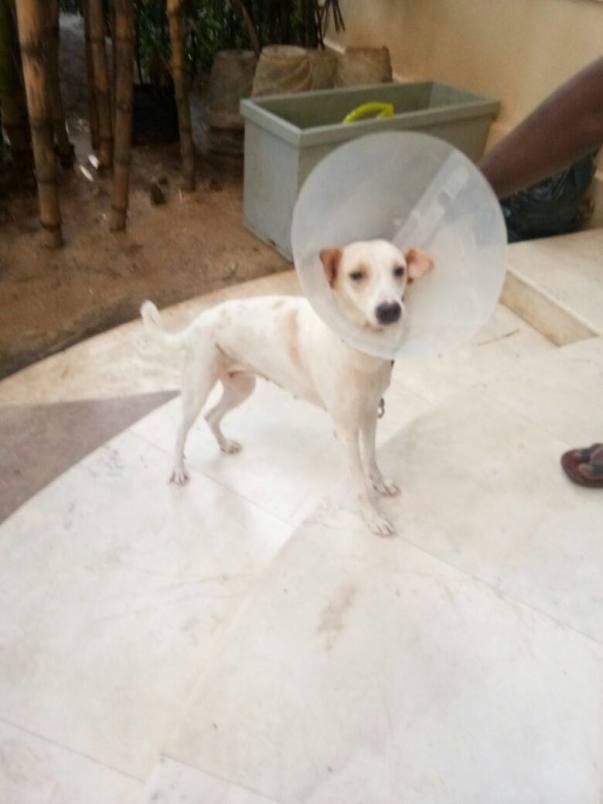 Current Picture of Whity after Spaying