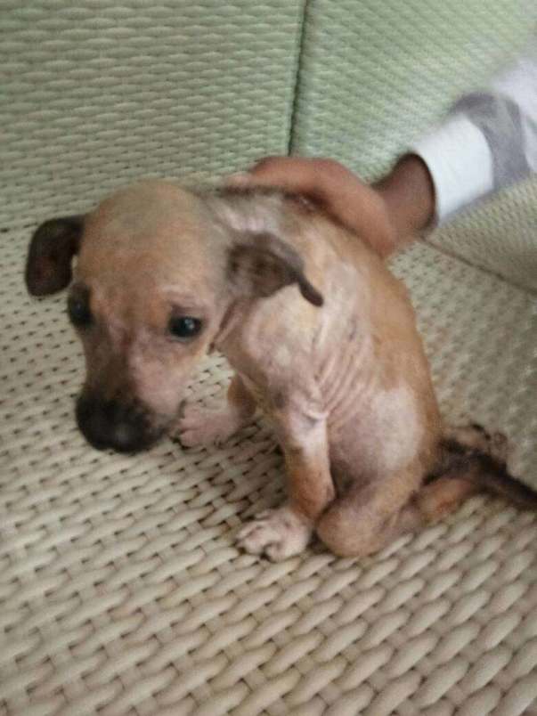 Talky Pic - Who suffered motorcycle accident and suffering from Mange