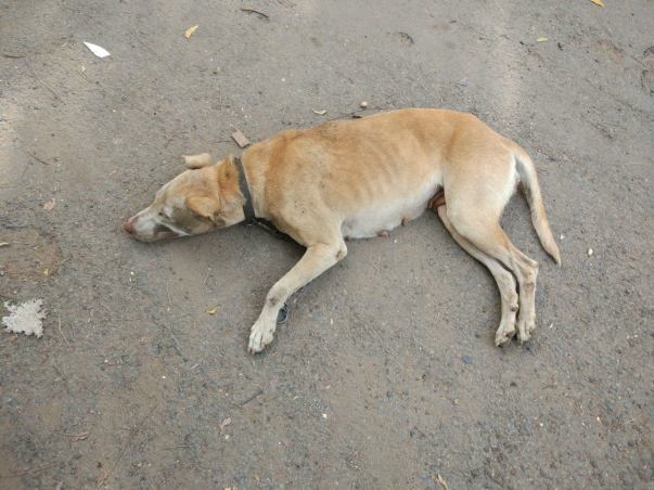 Madam Pic - An abandoned dog who was rescued and sent to foster home