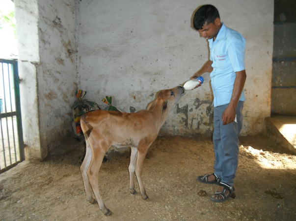 Staff feeding abandoned male calf at Shelter