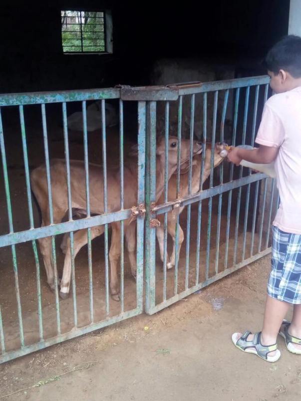 Young Volunteer feeding abandoned male calves at HIS