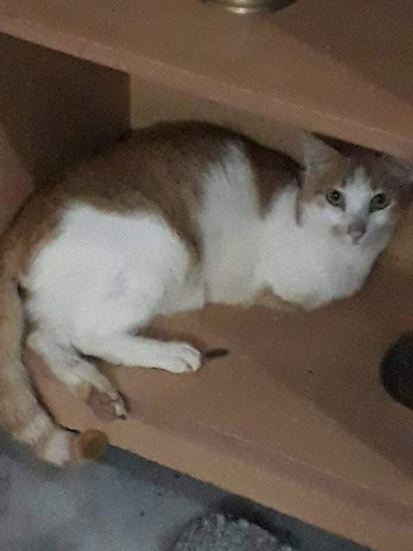 jazzy two legged cat