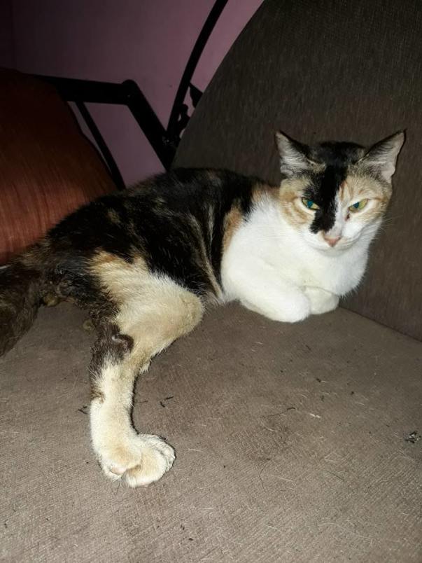 pearl with paralyzed hind legs