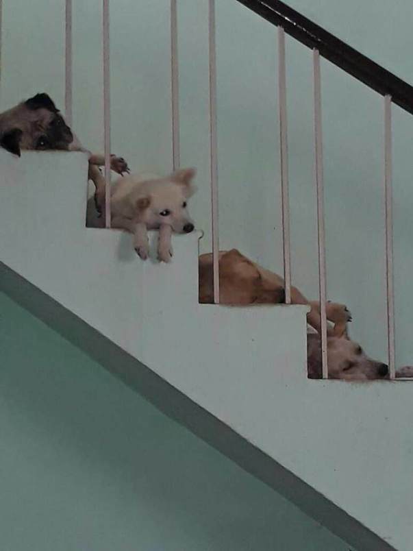 My babies- Buttons, Angel, Juliet and Pearl