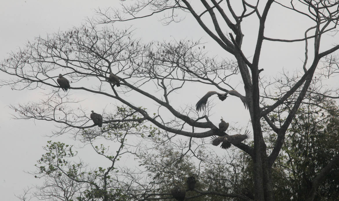 After releasing the birds they are relaxing in tree