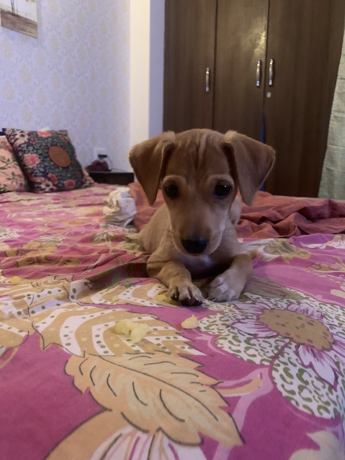 Marshal: When we found him he was running behind humans to get attentions, hiding in bushes, 30 days old pup living alone on the street, scared and hungry.