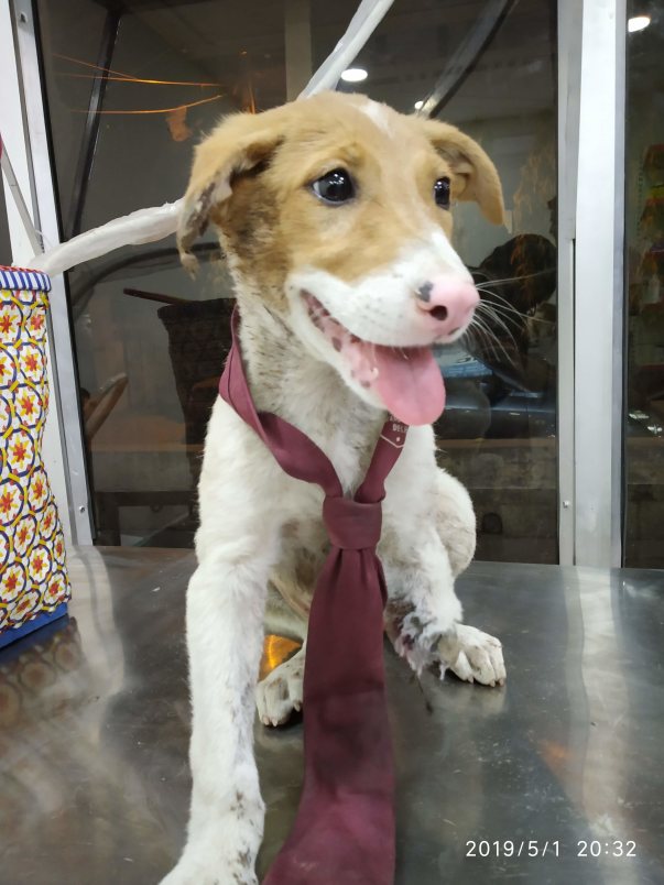 Veer, on his first vet visit!