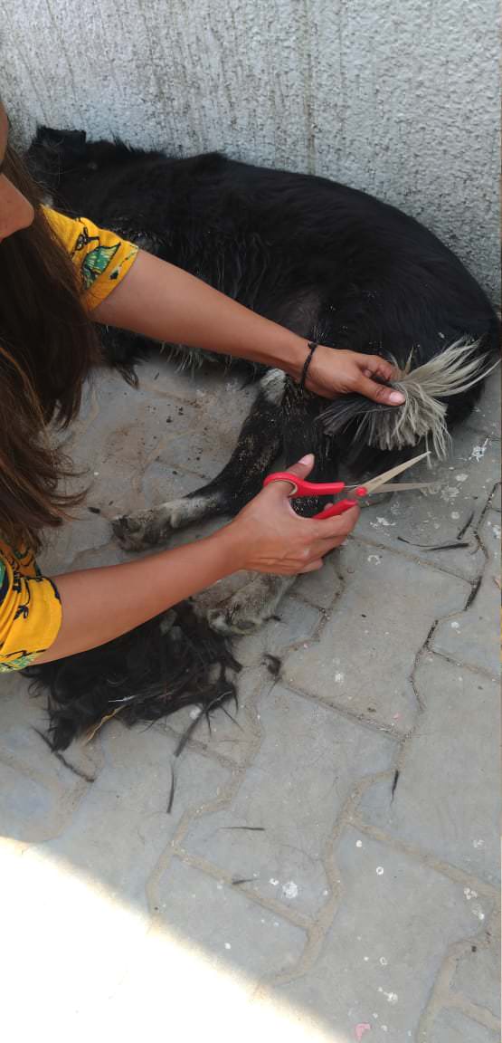 Grooming time