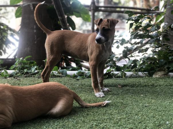 Ginger at 4 months old!