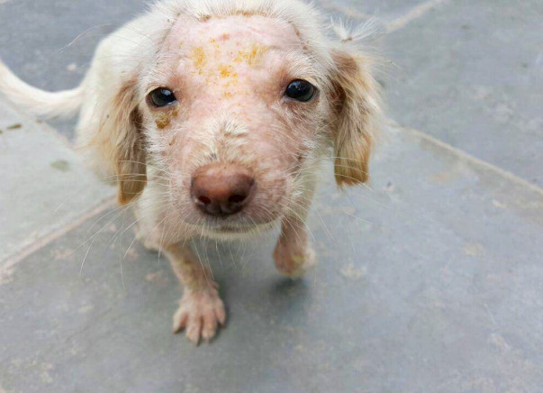 Help PFA save more animals!
