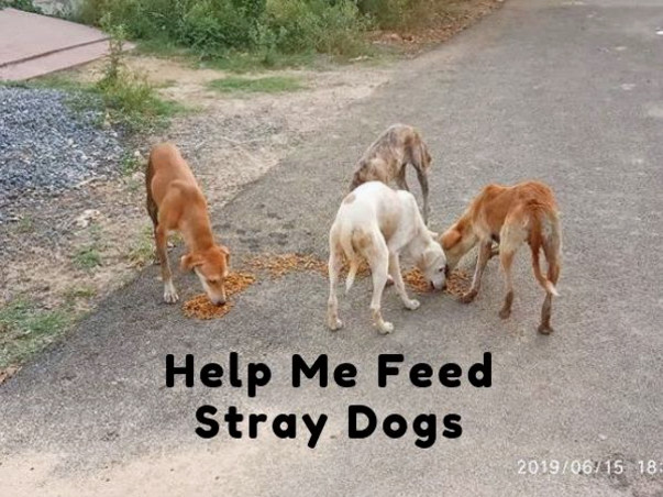 Help Me Feed Stray Dogs