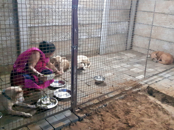 Construction and renovation of our Stray Dog Home DUGGU'S SHELTER HOME