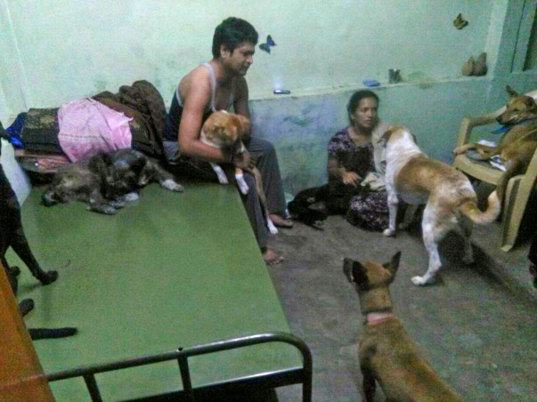 40 Paws need a shelter