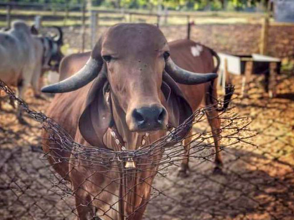 Support Ketan To Build A Gaushala