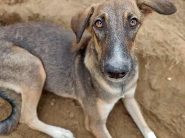 Help Boozo Find His Forever Home