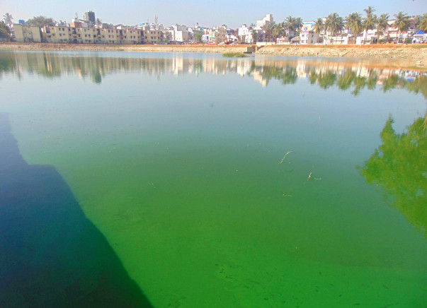 Bengaluru Marathon: Restoration of Byrasandra Lake, Jayanagar