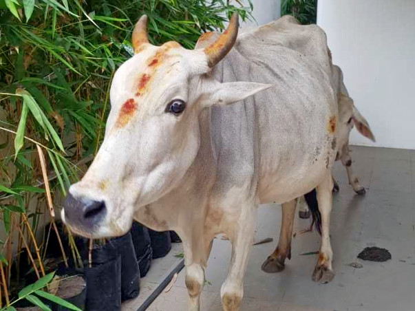Join Us To Rescue, Treat and Shelter Stray Cows