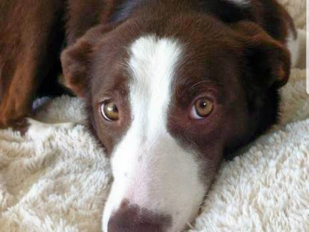 Help Us Get Our Dog Treated