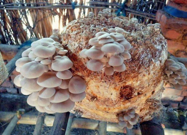 Helping Hand For A Mushroom Farm