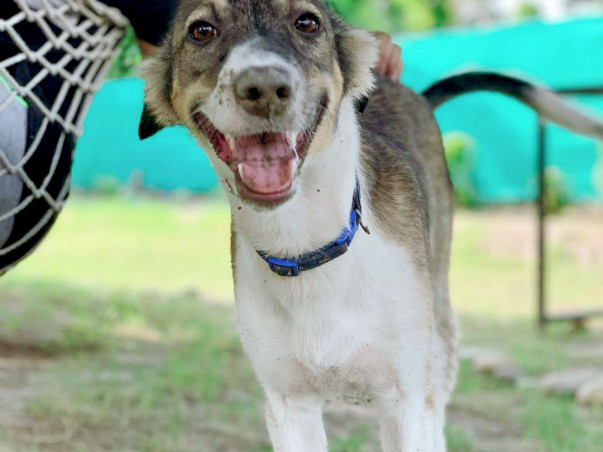 Help us in paying boarding fees for simba untill he finds a home