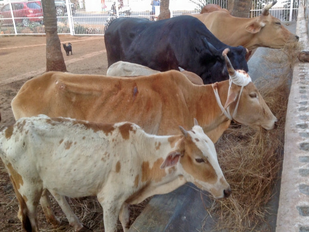 Help our Sanctuary for Battered & Bruised Cows
