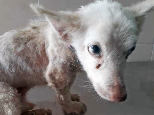 Help Samba Live A Happy Life Ahead