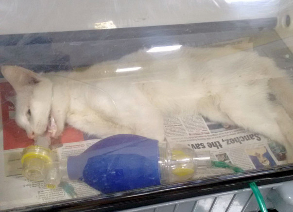 Help Support The Medical Treatment Of 5 Cats