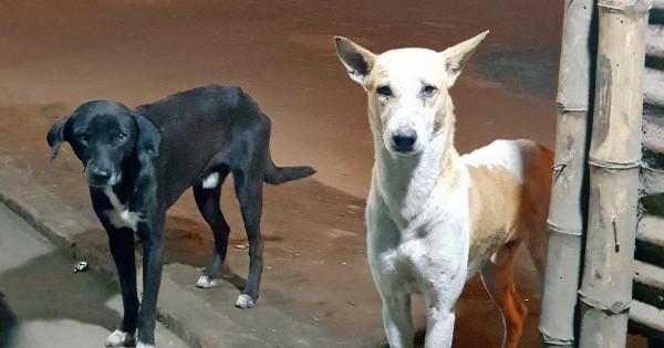 Help Tend To Stray Dogs And Cats Milaap