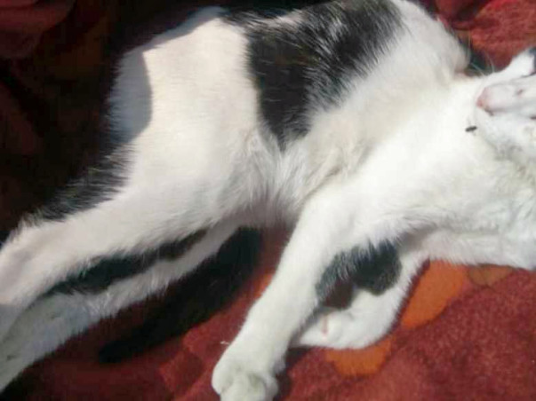 Help A Cat Recover From A Spine Injury