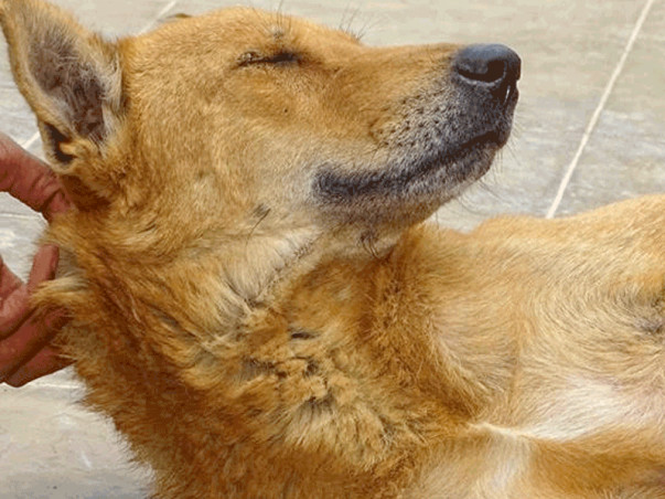Join Us To Support Stray Dogs