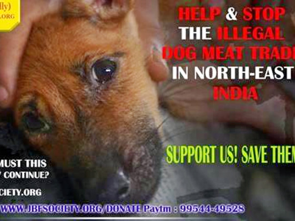 Help Provide The Dog Meat Trade Rescues a Good Life They Deserve