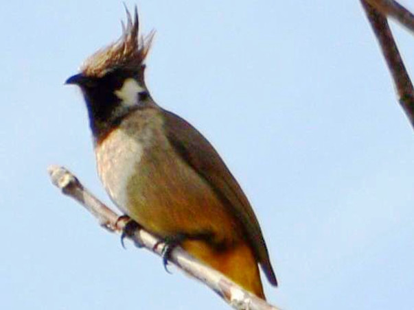 Join Us In Teaching The Youth Of Assi Ganga Bird Tourism