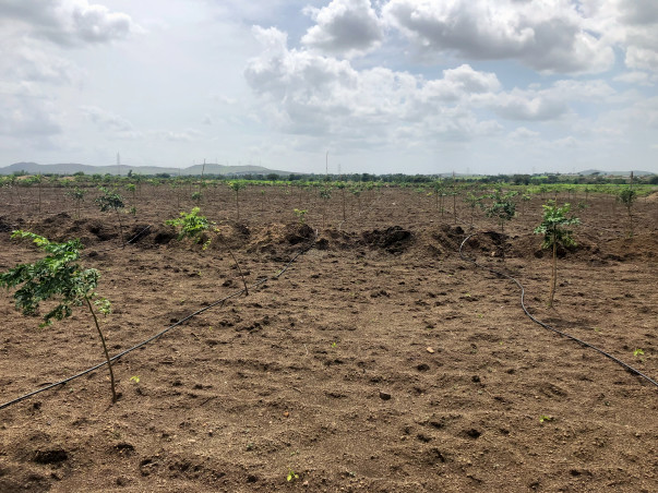 Help Me Reforest To Help Nature!