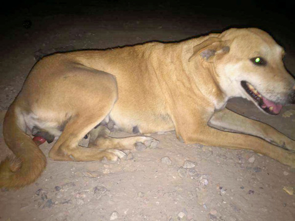 Help us pay her medical bills