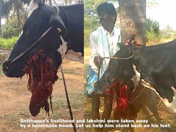 Support Sotthappa Gowda Stand Back On His Feet