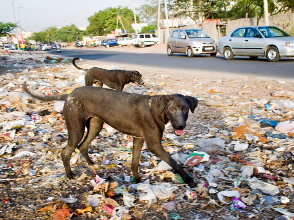 Help Preparing Home for Speechless Stray Animals