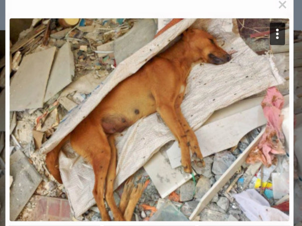 Help the Voiceless Animals