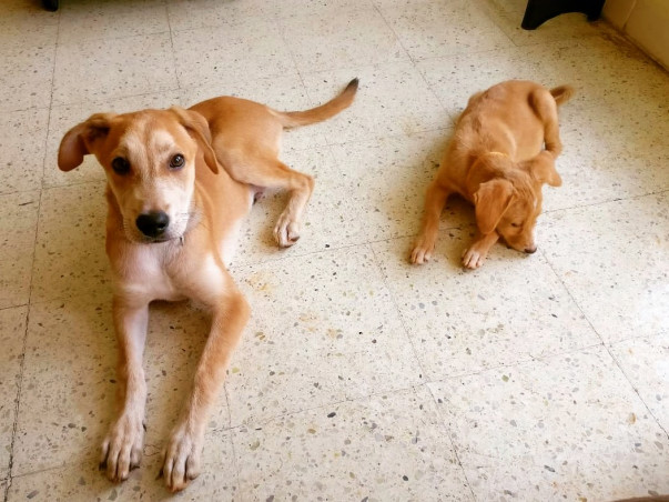 Help four rescue puppies travel to their forever home 1700km away
