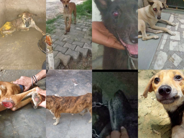 Help In The Treatment Of Eleven lives
