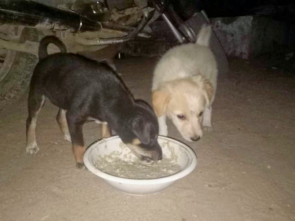 Help Me To Feed Stray Animals